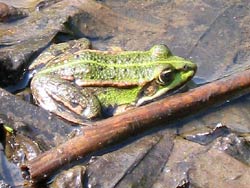 Solo f&uuml;r einen Frosch