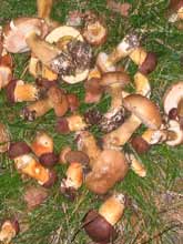 die gefundenen Pilze
