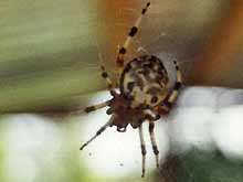 Eine Kreutzspinne in ihrem Netz.